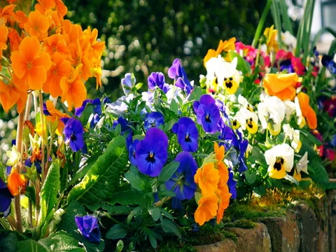 Colored home garden flowers. Stock Footage 73840655