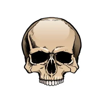 Colored human skull Stock Illustration