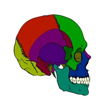 Colored human skull with a lower jaw Stock Illustration