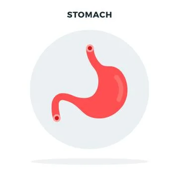 Colored human stomach flat vector Stock Illustration