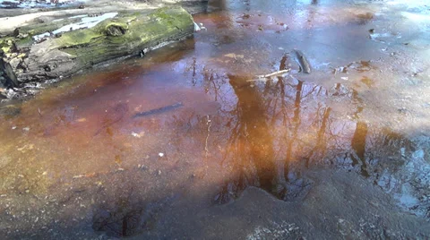 Colored ice that melts, colored bark of trees Stock Footage 36036549