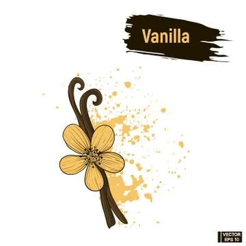 Colored image vanilla sketch Stockillustratie