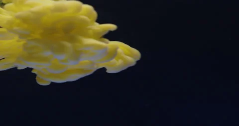 Colored ink / colored smoke diffuses in the water Stock Footage 195281888