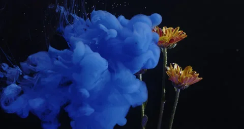 Colored Ink / Colored Smoke Sprayed Flowers In The Water Stock Footage 195287877