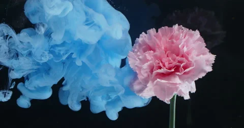 Colored Ink / Colored Smoke Sprayed Flowers In The Water Stock Footage 195405578