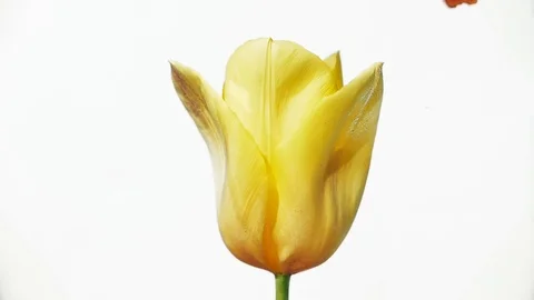 Colored ink with a flower in the water Stock Footage 88969426