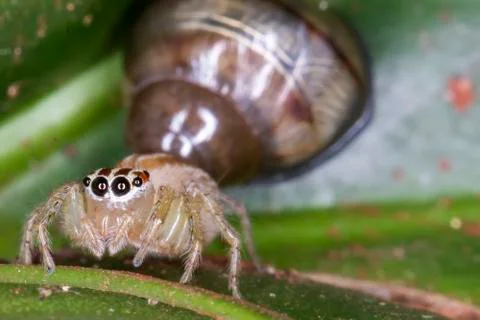 Colored jumping spider and snail macro photo Stock Photos