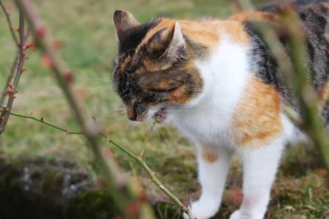 Colored kitten try eats piece of small branch and she finding it is not tasty Stock Photos