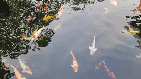 COLORED KOI FISH IN THE POOL WITH DOWN MOVEMENT Video stock 220045126