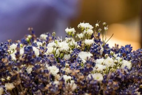 A colored lavender bouquet Stock Photos