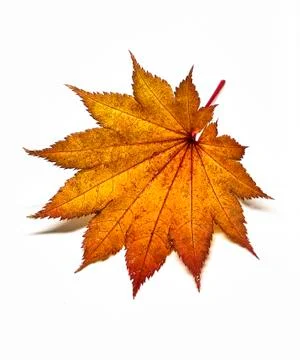 Colored leaf in autumn Stock Photos