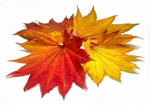 Colored leaf in autumn Stock Photos