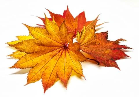 Colored leaf in autumn Stock Photos
