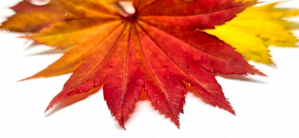 Colored leaf in autumn Stock Photos