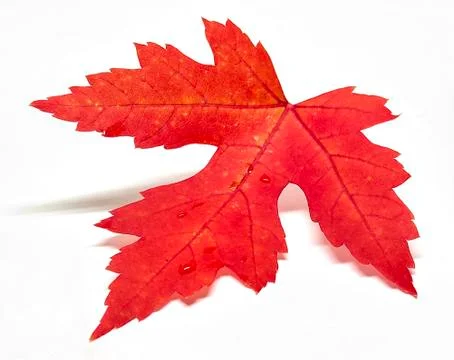 Colored leaf in autumn Stock Photos