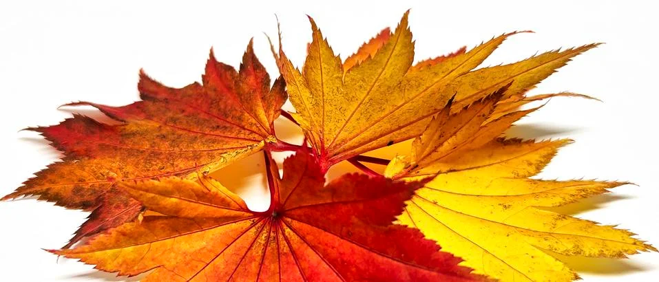 Colored leaf in autumn Stock Photos