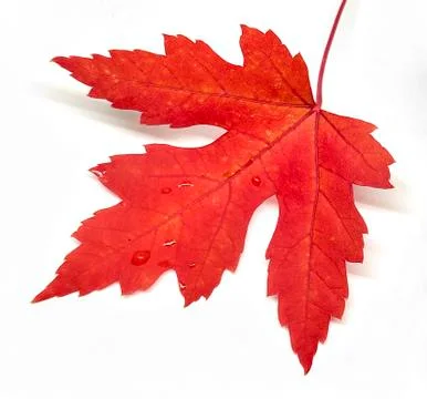 Colored leaf in autumn Stock Photos