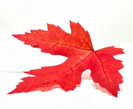 Colored leaf in autumn Stock Photos