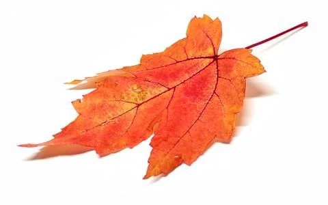 Colored leaf in autumn Stock Photos