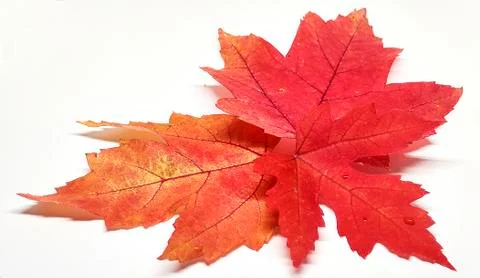 Colored leaf in autumn Stock Photos