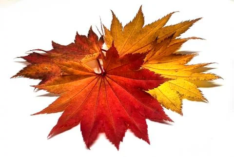 Colored leaf in autumn Stock Photos
