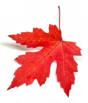 Colored leaf in autumn Stock Photos