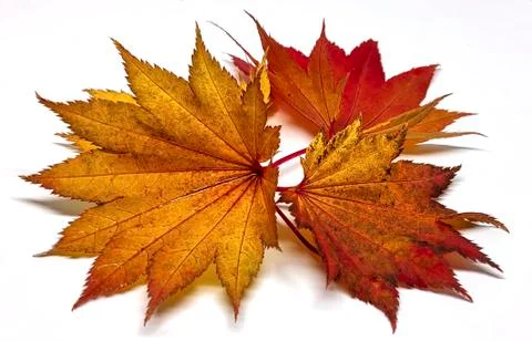 Colored leaf in autumn Stock Photos