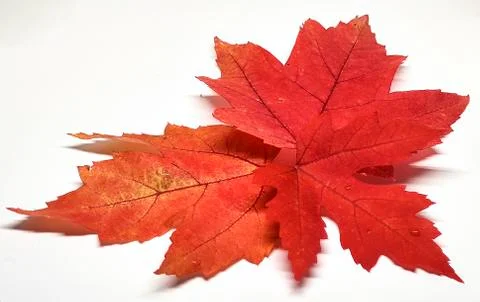 Colored leaf in autumn Stock Photos
