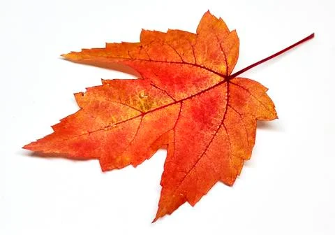 Colored leaf in autumn Stock Photos