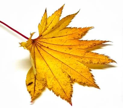 Colored leaf in autumn Stock Photos