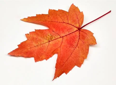 Colored leaf in autumn Stock Photos