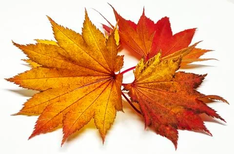 Colored leaf in autumn Stock Photos