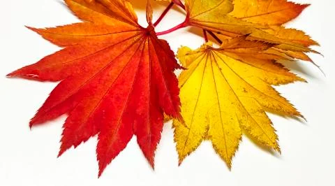 Colored leaf in autumn Stock Photos