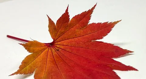 Colored leaf in autumn Foto stock