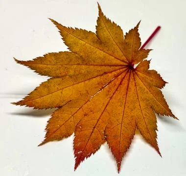 Colored leaf in autumn Stock Photos