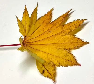 Colored leaf in autumn Stock Photos