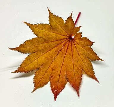 Colored leaf in autumn Foto stock