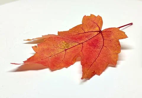 Colored leaf in autumn Stock Photos