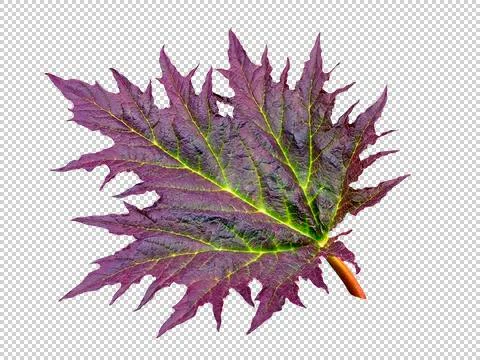Colored leaf on the grass, top view, isolated Stock Photos