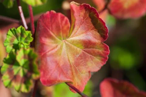 The colored leaf of Pelargonium in close-up. A Geranium-like an evergreen plant Stock Photos