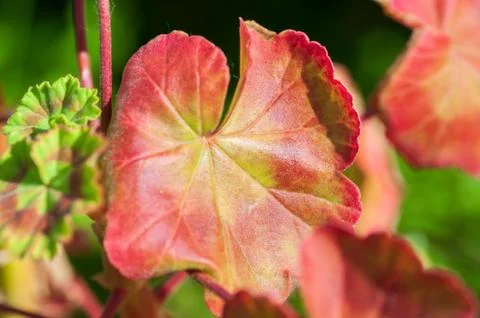 The colored leaf of Pelargonium in close-up. A Geranium-like an evergreen plant Stock Photos