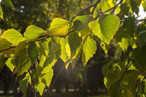 Colored leaf on a tree in the forest on a summer bright day Stock Photos