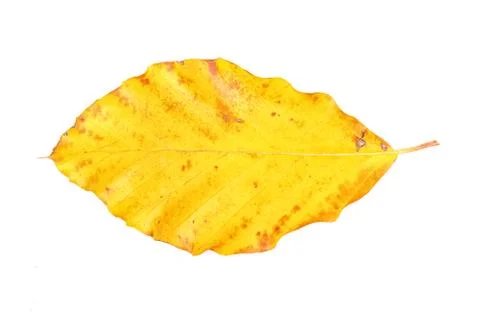 Colored leaf on a white background Foto stock