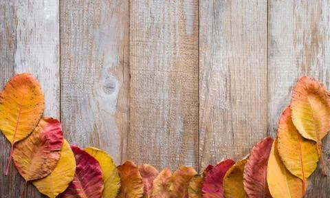 Colored leafs Stock Photos