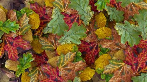 Colored leaves backgroud autumn pattern forest nature vibrant color 3D illust Stock Illustration