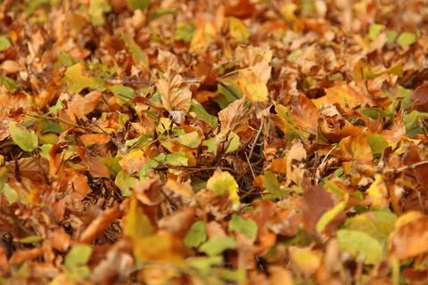 Colored leaves of the beech hedge illuminated by the sunlight during the fall Stock Photos