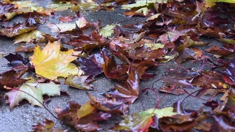 Colored leaves fall on the ground in autumn in a raining day. Stock-Footage 77138198