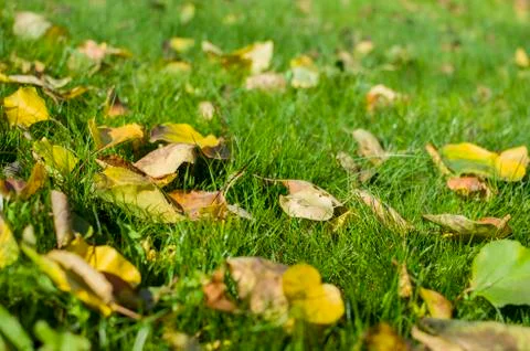 Colored leaves in the grass Stock Photos