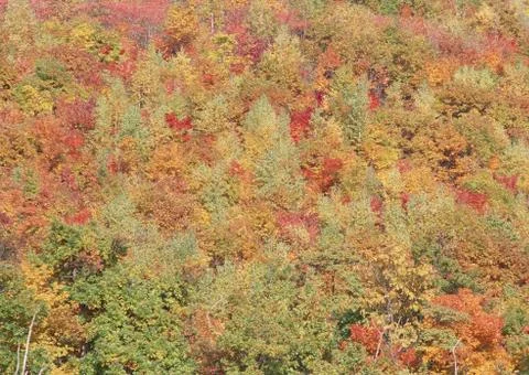 Colored Leaves Stock Photos