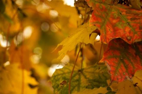 Colored leaves Stock Photos